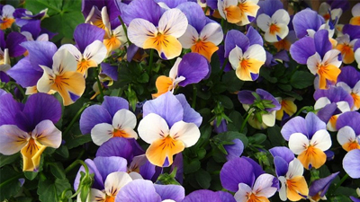 Pansy Extract